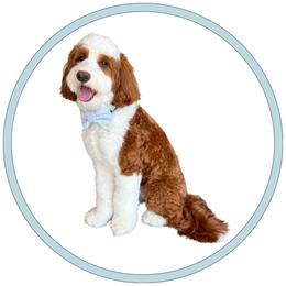 Rhett - Goldendoodle