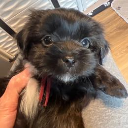 Maroon Collar - Mason - Black and white male Shorkie puppy in Mays Landing, New Jersey from Fancy Paws Shorkies & Shih Tzus