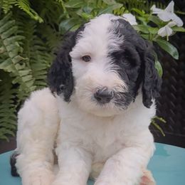 Snoopy - Black and white male Sheepadoodle puppy in Danville, Indiana from Marley’s Doodle Ranch