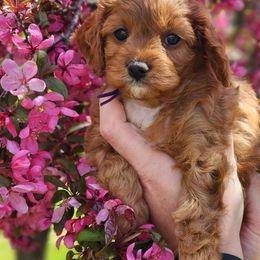 Cavapoo Puppies from Sharices Cavapoos