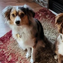Miniature Australian Shepherds from Swanky Aussies