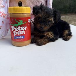 Buttercup - Black and tan female Yorkshire Terrier puppy in Ocala, Florida from Yorkie  And Shih Tzu Love