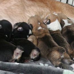 Pembroke Welsh Corgi Puppies from AW Corgis