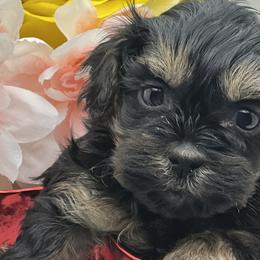 Shihpoos and Shih Tzus from Precious Shihpoo’s and Luxurious Shih Tzu’s