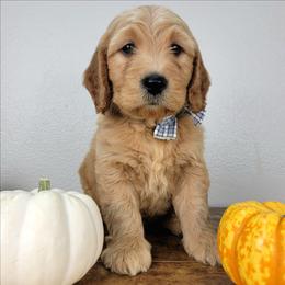 Wilder - Apricot male Goldendoodle puppy in Temecula, California from Oodles O'Doodles