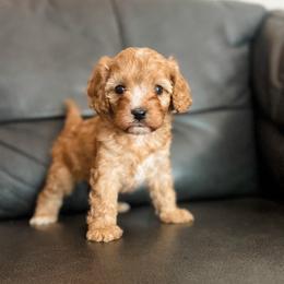 Pumpkin - Red female Cavapoo puppy in Saint George, Utah from Fitzdoodles