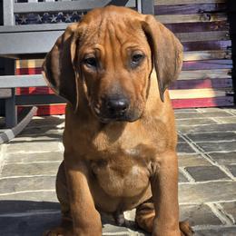 Leggo - male Rhodesian Ridgeback puppy in Gaffney, South Carolina from Circle D Farms