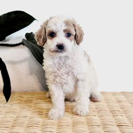 Dream - Parti male Goldendoodle puppy in Livermore, Colorado from Heritage Hills Family Doodles