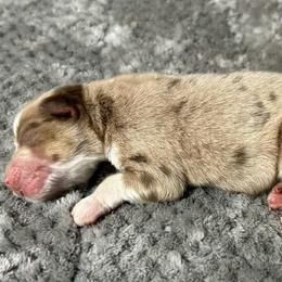 Girl 2 - Red merle female Miniature Australian Shepherd puppy in Alabama from SBA Aussies