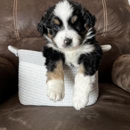 Australian Shepherd Puppies from Kelly Arndt