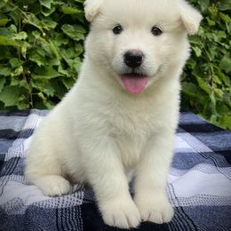 Ash - White male Alaskan Malamute puppy in Michigan from Warrior’s Legacy Alaskan Malamutes