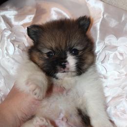 Sully - Orange parti male Pomeranian puppy in El Paso, Texas from Texas quality pomeranians