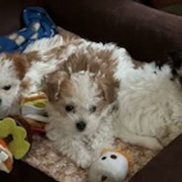 Morkies from Sabrina's Morkie Poo’s