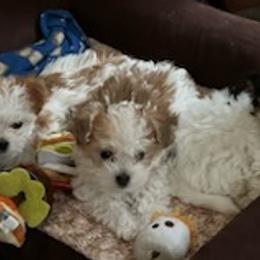 Morkies from Sabrina's Morkie Poo’s