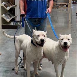 Green collar - White male Dogo Argentino puppy in Carson, Iowa from Thompson Midwest dogos