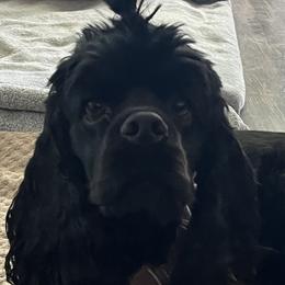 Cocker Spaniels from Ileana Madrigal