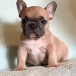 French Bulldog Puppies from Flawlessly French Bulldogs