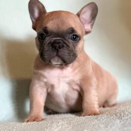 French Bulldog Puppies from Flawlessly French Bulldogs