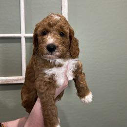 Bernedoodle Puppies from Hidden Hollow Doodles
