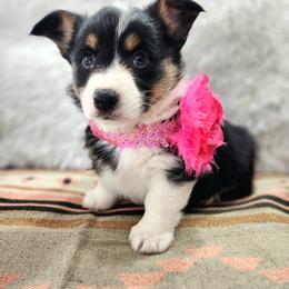 RM Female 2 - Black and tan female Pembroke Welsh Corgi puppy in Duluth, Minnesota from Up North Corgis