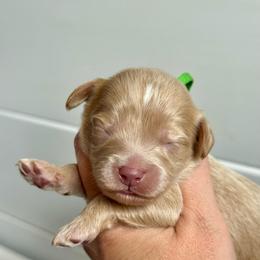 Green Boy - Apricot male Goldendoodle puppy in Lowville, New York from DM Hilltop FURfamily