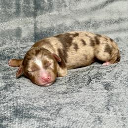 Sweetie Pie - Red merle female Toy Australian Shepherd puppy in Lincoln, California from Country Dreams Mini Aussies