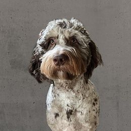 Henry - Goldendoodle