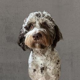 Henry - Goldendoodle
