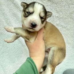 Haru - Gray and white female Siberian Husky puppy in Lunenburg, Vermont from SNOW WOOLY HUSKY