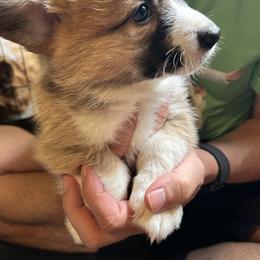 Pembroke Welsh Corgi Puppies from Delaney’s Corgis