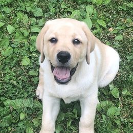 Labrador Retriever Puppies from Hill Side Farms