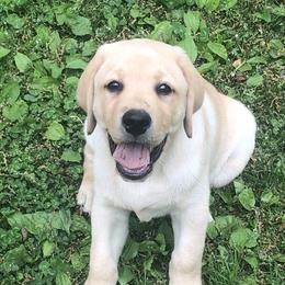 Labrador Retriever Puppies from Hill Side Farms