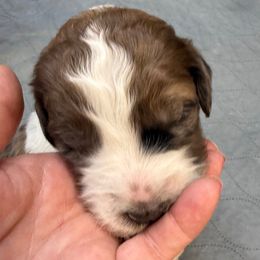 Girl 3 - Rust and white female Saint Berdoodle puppy in San Antonio, Texas from Mammoth Doodles