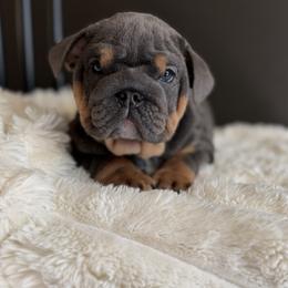 Bulldogs from Sitka spruce bulldogs