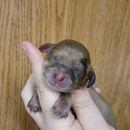 Willow - Dapple female Dachshund puppy in Pasco, Washington from G & G Kennel