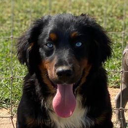 Diesel - Miniature Australian Shepherd