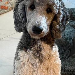 Poodle All Grown Up from Watts Poodles