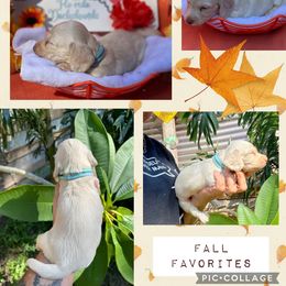 Casper - Dachshund puppy from FLO-RIDA DACHSHUND