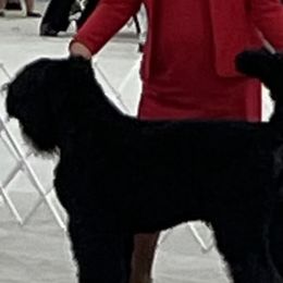 Belize - Black Russian Terrier