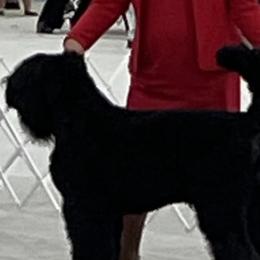 Belize - Black Russian Terrier