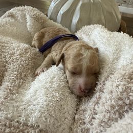 Girl 2 - Buff female Cockapoo puppy in Yuba City, California from The Doodle Barn