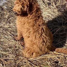 Aussiedoodle, Double Doodle, Goldendoodle, and Labradoodle Puppies from Doodle Paw Ranch