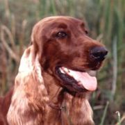 Dachshunds and Irish Setters from Keliaire Long Hair Mini Dachshunds