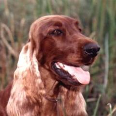 Dachshunds and Irish Setters from Keliaire Long Hair Mini Dachshunds