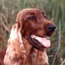 Dachshunds and Irish Setters from Keliaire Long Hair Mini Dachshunds