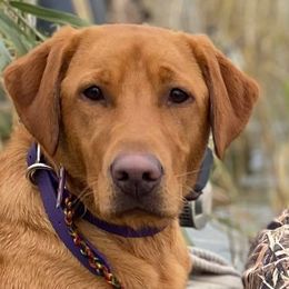 Labrador Retrievers from DK Labradors