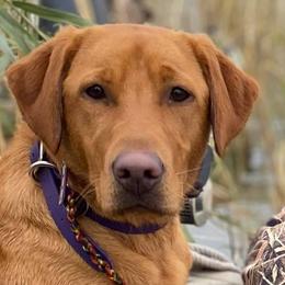 Labrador Retrievers from DK Labradors