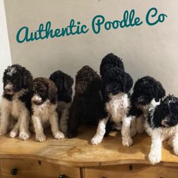 Poodle Puppies from Authentic Poodle Co
