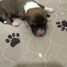 Orange - Red female Pembroke Welsh Corgi puppy in Eltopia, Washington from PNW Pup Co.