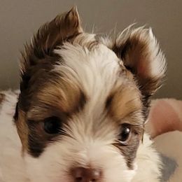 Shih Tzus, Shorkies, and Yorkshire Terriers from Kathys Yorkie and Shih-tzu Cuties